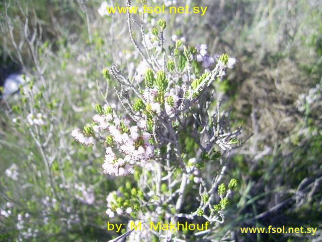 Erica manipuliflora Salisb.